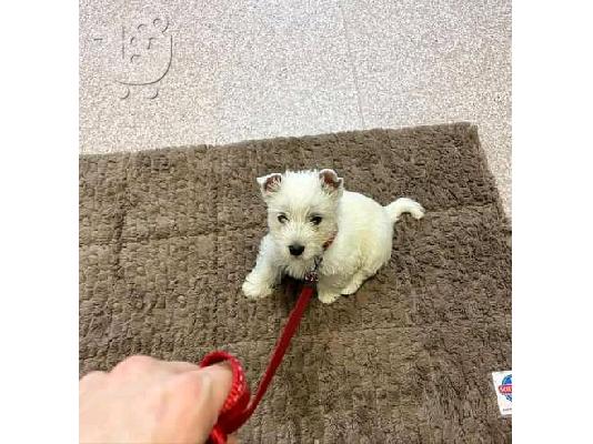 Kc κουτάβια εγγεγραμμένα West Highland Terrier